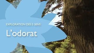 Exploration des 5 sens  Lodorat [upl. by Thenna]