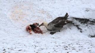 Southern Giant Petrel eating a penguin [upl. by Bahe554]