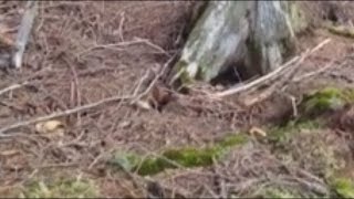 BREATHING EARTH FILMED IN CANADIAN FOREST EXPLAINED [upl. by Ellierim]