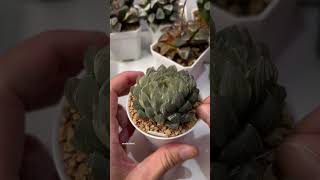 Beheading Haworthia Obtusa OM Variegated plants haworthia propagation plantcaretips [upl. by Ennayelsel]