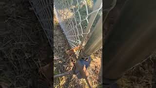 How to Stretch a Chain Link Fence Like A Pro 👍🏻 protips chainlink fence [upl. by Tenaej]