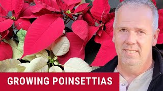 How to care for Poinsettias plants in pots [upl. by Deevan]