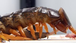 LIVE FEEDING Giant centipede Scolopendra subspinipes [upl. by Ramso490]