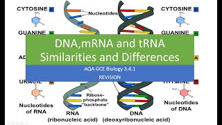 DNA mRNA tRNA Similarities and Differences [upl. by Pegasus]