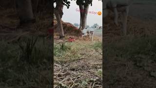 Gultair dog in action dogshorts animals doglover hamza Khan vibes [upl. by Quackenbush]