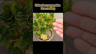 Kalanchoe propagation from cutting Winter flowering plant Kalanchoe gardening 2024 ytshorts [upl. by Sheri866]