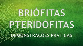 10 BRIÓFITAS e PTERIDÓFITAS [upl. by Mientao]