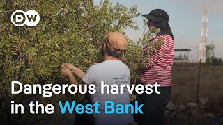 Why Israelis are helping West Bank Palestinians harvest olives  DW News [upl. by Eisej]