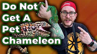 DO NOT GET A CHAMELEON Get One Of These Instead [upl. by Inaffit799]