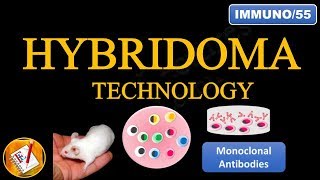 Hybridoma Technology Production of Monoclonal Antibodies FLImmuno55 [upl. by Ahsimin]