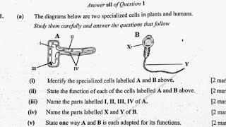 Integrated Science PRACTICALS SPECIALISED CELLS for WAEC Candidates [upl. by Ransell]