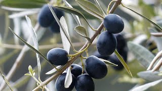 How To Growing Pruning And Harvesting Olive Trees  Gardening Tips [upl. by Sherl146]