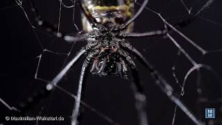 Nephila Spider cleans her legs one by one [upl. by Atinomar]