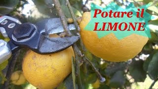 POTARE IL LIMONE [upl. by Limaj]