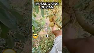 So Exciting Picking Durian With Your Feet Want To Try Shorts Viral [upl. by Adnical]