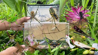 Find orchid mantis habitat‼️catch stick insect jewel dragonfly orb weaver spider longhorn beetle [upl. by Annemarie725]