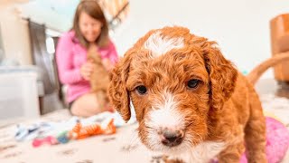 Must Watch Before Picking Out A Goldendoodle Puppy [upl. by Christianity]