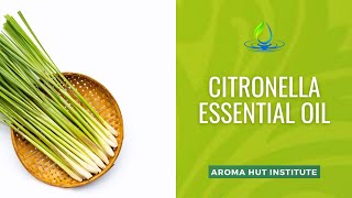 Citronella Essential Oil  A Natural Solution as a Mosquito Repellant [upl. by Koeppel]