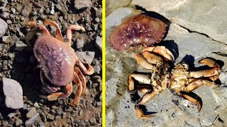 Dungeness Crab Catch and Cook on Shore over FIRE [upl. by Horst]