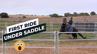 Horse Training  First Ride Under Saddle [upl. by Alli]