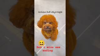 Funny dag viralvideo trendingshorts shortsfeed dogs funnycomedy [upl. by Tawney]