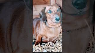 WEINER DOG WEINER DOG [upl. by Polloch126]