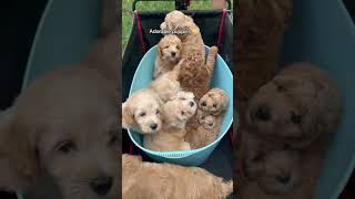 PILES OF MINI GOLDENDOODLES PUPPIES [upl. by Cira503]