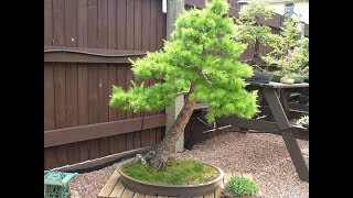 Golden Larch Pseudolarix Bonsai [upl. by Whorton441]