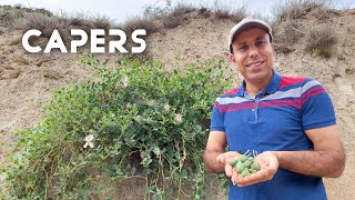 The miraculous healing properties of Capers Capparis spinosaخواص درمانی معجزه آسای کاپاریس کَبَر [upl. by Aidas980]