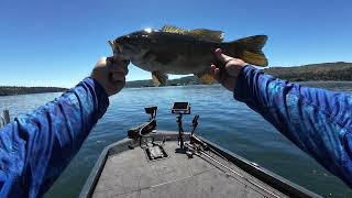 Long Lake WA Spawn  Big Finicky Smallmouths [upl. by Aztinay]