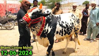 Bhains Colony Mandi Karachi Cattle Updates 12 June 2024  Program To War Gaya 😂  Cow Mandi 2024 [upl. by Yesnek]