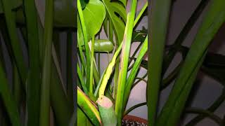 Monstera deliciousa NEW GROWTH badbunny monstera houseplantchannel [upl. by Gnud]