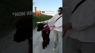 CAMMINARE con un ALPACA può portare a dei PROBLEMI imprevisti 💦🦙 pierdestro scroccare alpaca [upl. by Atiraj59]