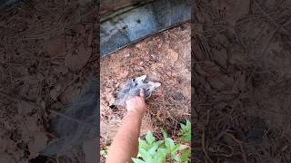 Baby possums under metal😂 herping wildlife fyp possums [upl. by Ennove240]