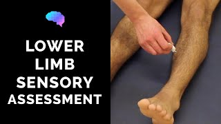 Sensory Assessment of the Lower Limbs  OSCE Guide Clip  UKMLA  CPSA [upl. by Ruckman]