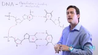 The 4 Nucleotide Bases Guanine Cytosine Adenine and Thymine  What Are Purines and Pyrimidines [upl. by Renba483]