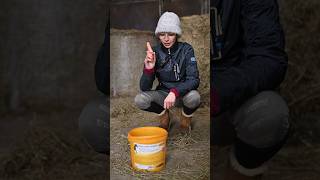 Wie lange braucht ihr pro Pferd im Stall🐴😊 [upl. by Genni939]