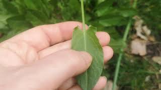 Identifying edible plants Rumex acetosa  common sorrel [upl. by Eimorej]