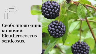 Свободноягодник колючий Eleutherococcus senticosus [upl. by Braynard]