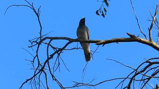 Young Shufflewing Blackfaced Cuckooshrike being fed [upl. by Hallam400]