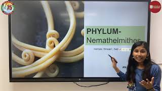 PHYLUM NEMATHELMINTHES  ANJALI  BSc Life Sciences  HANSRAJ COLLEGE [upl. by Groot]