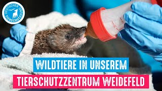 Wildtiere in unserem Tierschutzzentrum Weidefeld [upl. by Janna183]