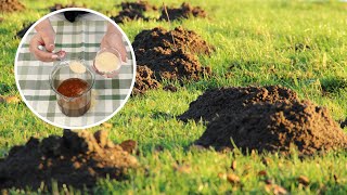 Pour into the mole mound Moles will disappear from your garden within a day [upl. by Kal]