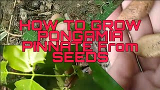 How to grow karanj papdi  pongamia pinnate [upl. by Oetomit]