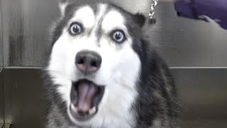 Lunatic Husky swears at me her whole groom [upl. by Nevetse]