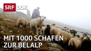 Die Schaftreiber vom Wallis  Kopf und Kragen für 1000 Schafe  Doku  SRF Dok [upl. by Ignatz]