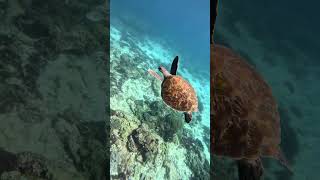 Snorkel or Freedive Flinders Reef Departing from Mooloolaba in the Sunshine Coast [upl. by Lobiv325]