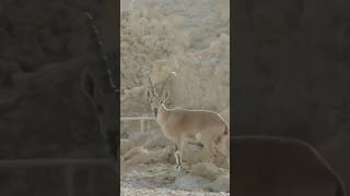 Nubian Ibex Walking in the Desert [upl. by Ocnarfnaig631]