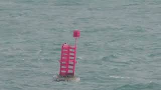 Red Navigation Marker Buoy 29680 Roscoff Finistère Brittany France 6th November 2023 [upl. by Winebaum]