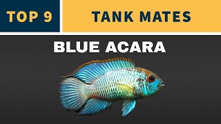 TANK MATES FOR BLUE ACARA [upl. by Peery]